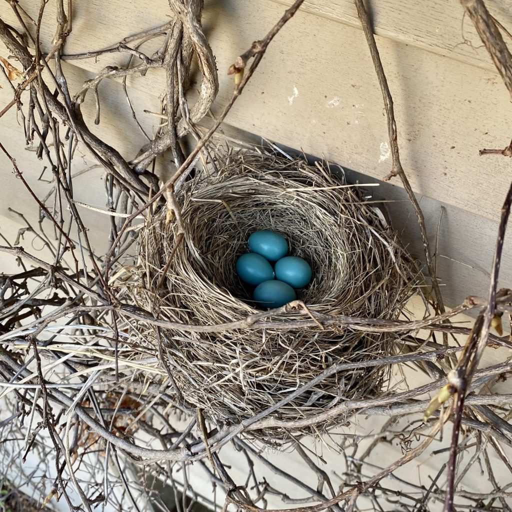 Bird nest on home exterior